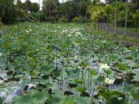 Pamplemousses Botanical Garden (9) 
